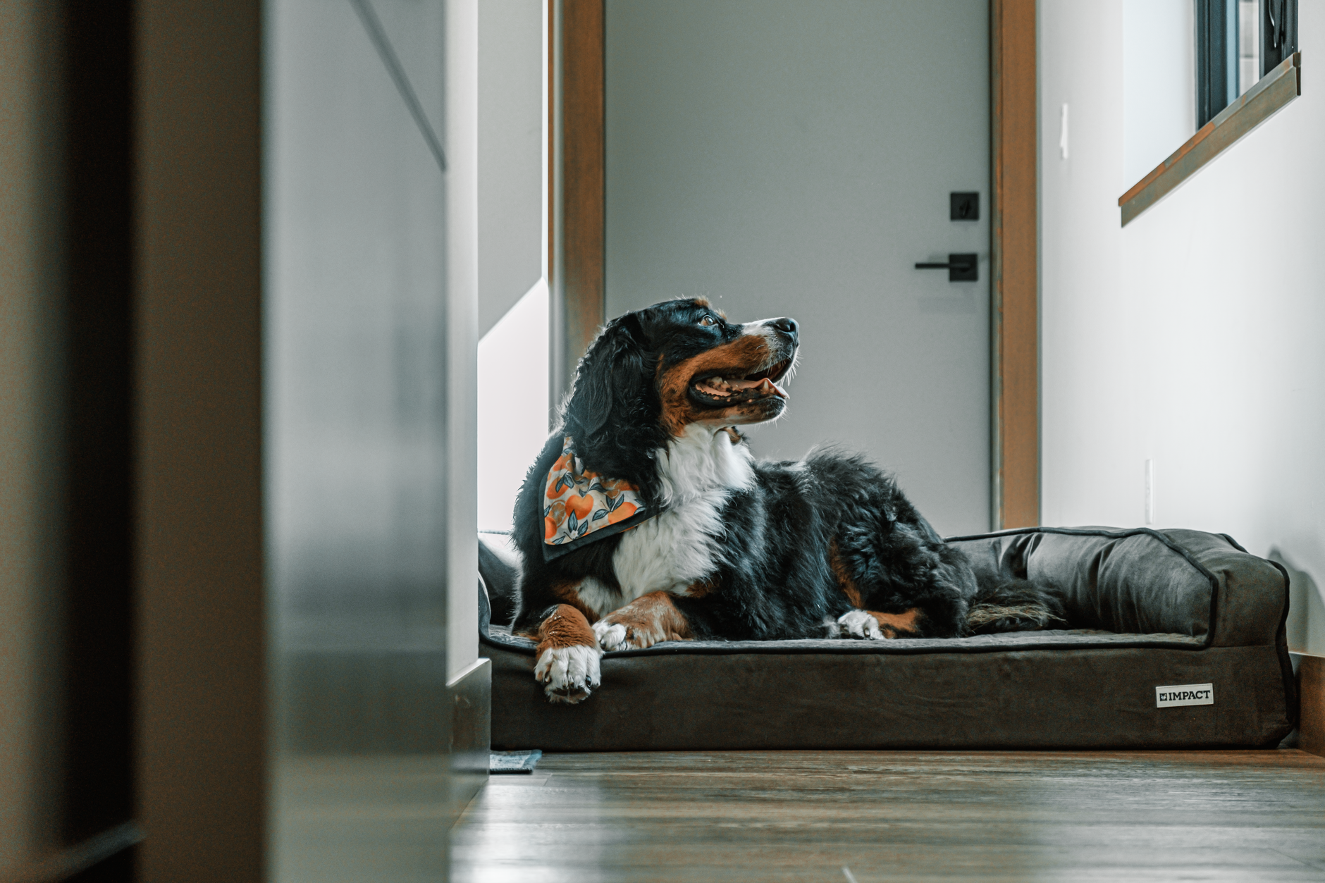 Rebranding Case Study: Premium Pet Brand 2026